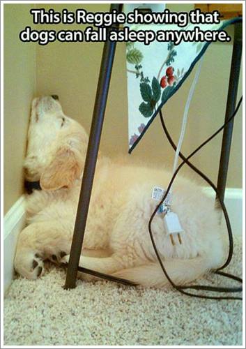 Dogilike.com :: 32 Ҿ׹ѹ ͧѵö͹Ѻءء !!