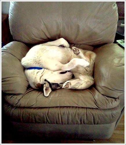 Dogilike.com :: 32 Ҿ׹ѹ ͧѵö͹Ѻءء !!