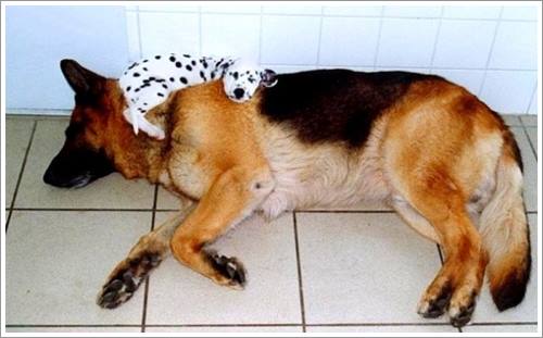 Dogilike.com :: 32 Ҿ׹ѹ ͧѵö͹Ѻءء !!