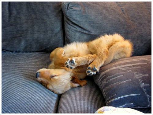 Dogilike.com :: 32 Ҿ׹ѹ ͧѵö͹Ѻءء !!