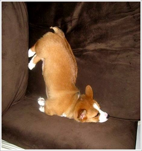 Dogilike.com :: 32 Ҿ׹ѹ ͧѵö͹Ѻءء !!