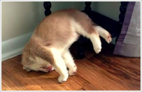 Dogilike.com :: 32 Ҿ׹ѹ ͧѵö͹Ѻءء !!