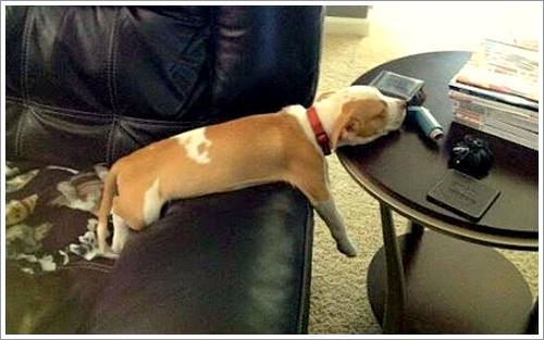 Dogilike.com :: 32 Ҿ׹ѹ ͧѵö͹Ѻءء !!
