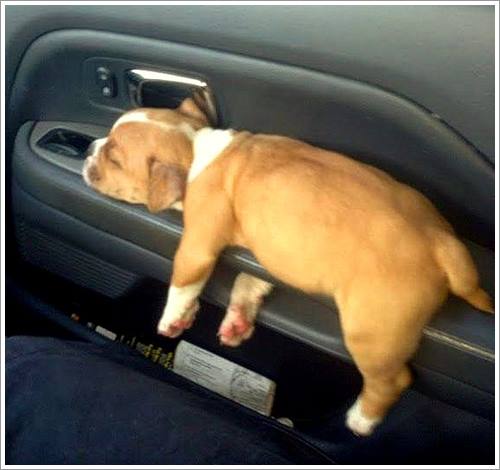 Dogilike.com :: 32 Ҿ׹ѹ ͧѵö͹Ѻءء !!