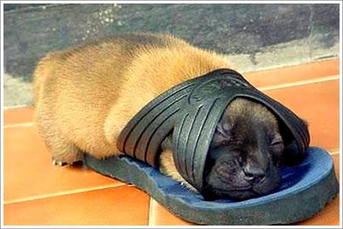 Dogilike.com :: 32 Ҿ׹ѹ ͧѵö͹Ѻءء !!