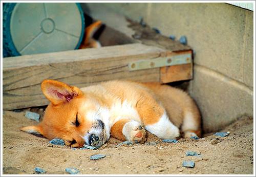 Dogilike.com :: 32 Ҿ׹ѹ ͧѵö͹Ѻءء !!