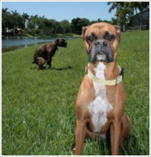 Dogilike.com :: 11 Ҿش ҵٺּԴ Դ !!