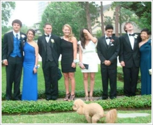 Dogilike.com :: 11 Ҿش ҵٺּԴ Դ !!