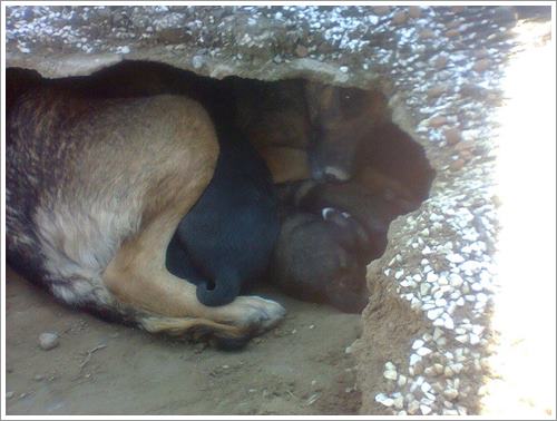 Dogilike.com :: ѡ˭! عѢèѴشѧȾҹ ͤʹ١عѢǹ