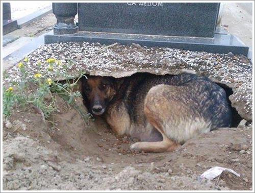 Dogilike.com :: ѡ˭! عѢèѴشѧȾҹ ͤʹ١عѢǹ