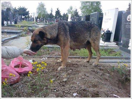 Dogilike.com :: ѡ˭! عѢèѴشѧȾҹ ͤʹ١عѢǹ