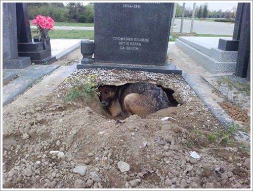 Dogilike.com :: ѡ˭! عѢèѴشѧȾҹ ͤʹ١عѢǹ