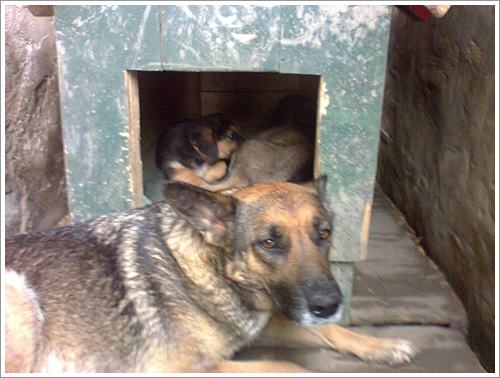 Dogilike.com :: ѡ˭! عѢèѴشѧȾҹ ͤʹ١عѢǹ