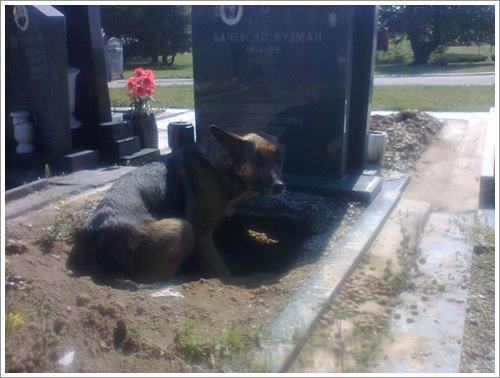 Dogilike.com :: ѡ˭! عѢèѴشѧȾҹ ͤʹ١عѢǹ