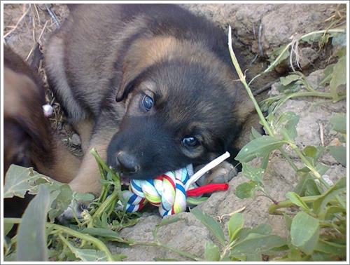 Dogilike.com :: ѡ˭! عѢèѴشѧȾҹ ͤʹ١عѢǹ