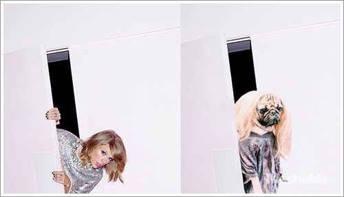 Dogilike.com :: 11 Ҿһ Taylor Swift ʹŹѡ˹ͧ !