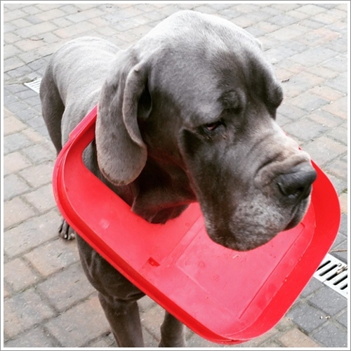 Dogilike.com :: 13 Ҿش Ңͧ͡ "" ٺ͡Ẻ ""