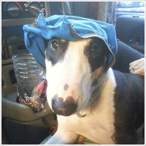 Dogilike.com :: 13 Ҿش Ңͧ͡ "" ٺ͡Ẻ ""