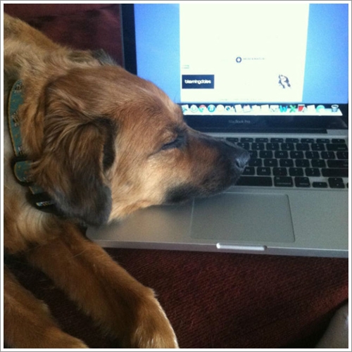 Dogilike.com :: 13 Ҿش Ңͧ͡ "" ٺ͡Ẻ ""