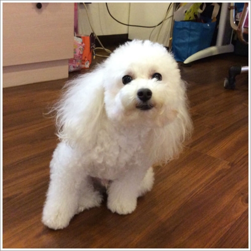 Dogilike.com :: 13 Ҿش Ңͧ͡ "" ٺ͡Ẻ ""