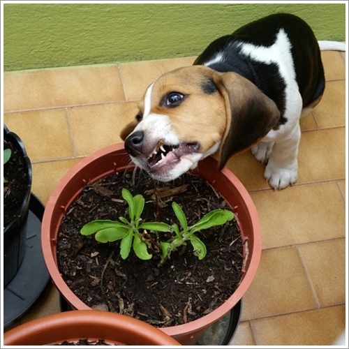 Dogilike.com :: 13 Ҿش Ңͧ͡ "" ٺ͡Ẻ ""