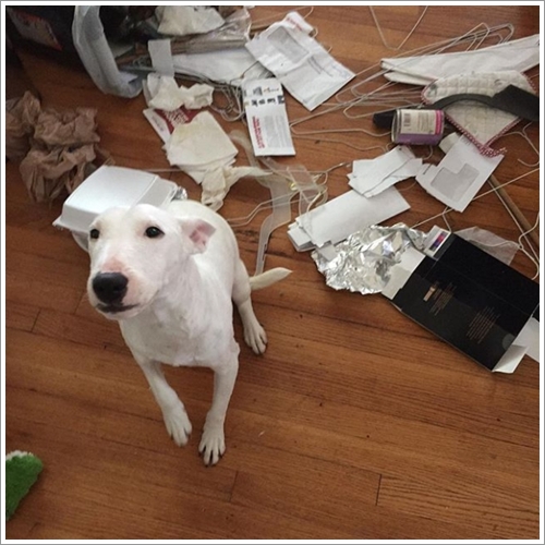 Dogilike.com :: 13 Ҿش Ңͧ͡ "" ٺ͡Ẻ ""