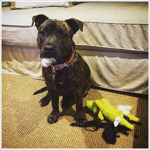 Dogilike.com :: 13 Ҿش Ңͧ͡ "" ٺ͡Ẻ ""