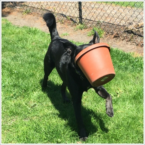 Dogilike.com :: 13 Ҿش Ңͧ͡ "" ٺ͡Ẻ ""
