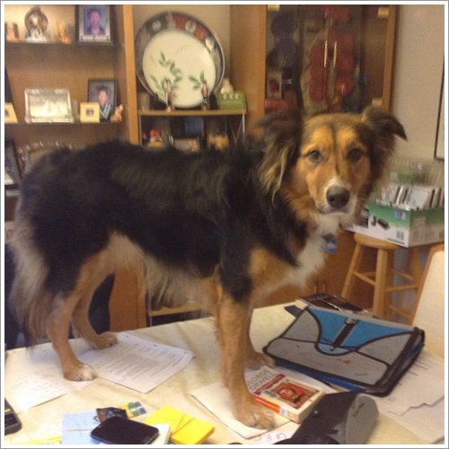 Dogilike.com :: 13 Ҿش Ңͧ͡ "" ٺ͡Ẻ ""
