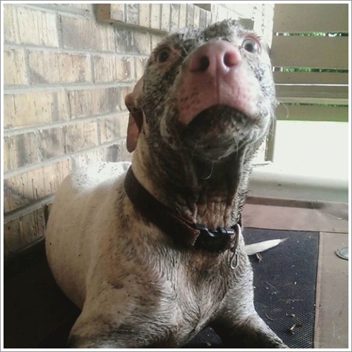 Dogilike.com :: 13 Ҿش Ңͧ͡ "" ٺ͡Ẻ ""