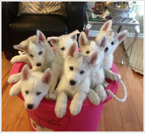Dogilike.com :: 10 Ҿشѡ ١ҵʺ١ѺС ѧҴ١ѹ !
