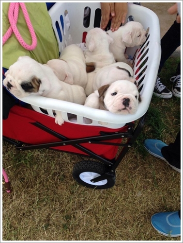 Dogilike.com :: 10 Ҿشѡ ١ҵʺ١ѺС ѧҴ١ѹ !