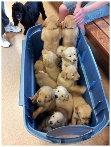 Dogilike.com :: 10 Ҿشѡ ١ҵʺ١ѺС ѧҴ١ѹ !