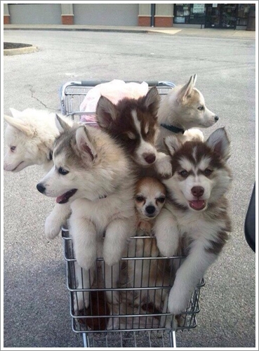Dogilike.com :: 10 Ҿشѡ ١ҵʺ١ѺС ѧҴ١ѹ !