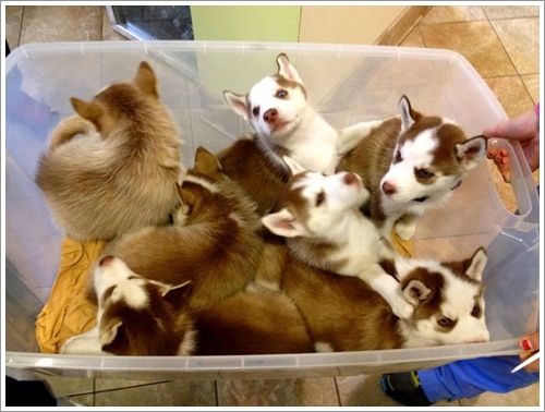 Dogilike.com :: 10 Ҿشѡ ١ҵʺ١ѺС ѧҴ١ѹ !