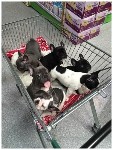Dogilike.com :: 10 Ҿشѡ ١ҵʺ١ѺС ѧҴ١ѹ !