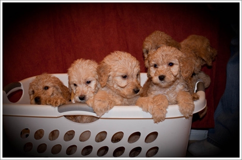 Dogilike.com :: 10 Ҿشѡ ١ҵʺ١ѺС ѧҴ١ѹ !