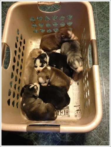 Dogilike.com :: 10 Ҿشѡ ١ҵʺ١ѺС ѧҴ١ѹ !
