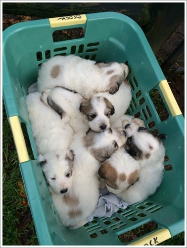 Dogilike.com :: 10 Ҿشѡ ١ҵʺ١ѺС ѧҴ١ѹ !