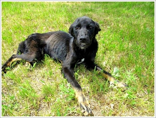 Dogilike.com :: ʹү! ѡչ§ԵعѢ١غ֡
