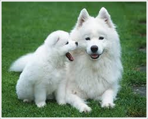 Dogilike.com :: 10 ѹѺ¾ѹعѢҤᾧشš !!