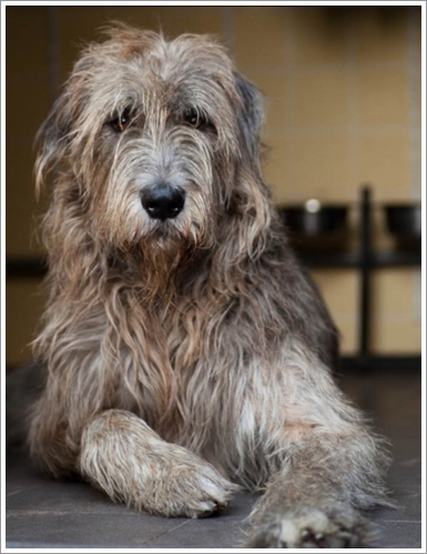 Dogilike.com :: 10 ѹѺ¾ѹعѢҤᾧشš !!
