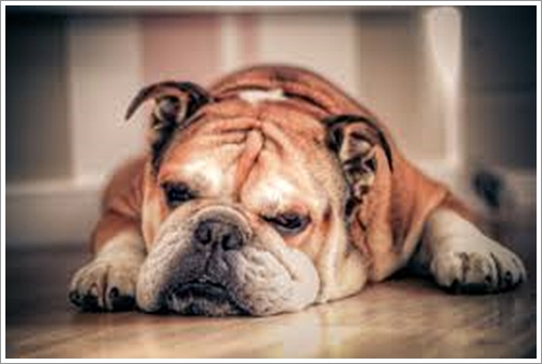Dogilike.com :: 10 ѹѺ¾ѹعѢҤᾧشš !!