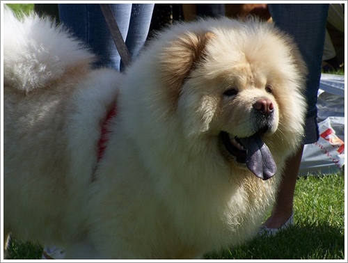 Dogilike.com :: 10 ѹѺ¾ѹعѢҤᾧشš !!