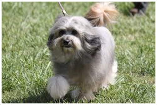 Dogilike.com :: 10 ѹѺ¾ѹعѢҤᾧشš !!