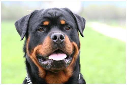 Dogilike.com :: 10 ѹѺ¾ѹعѢҤᾧشš !!