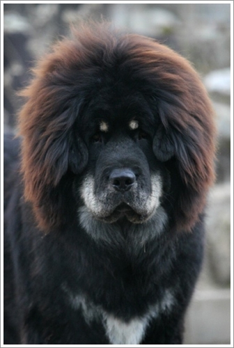 Dogilike.com :: 10 ѹѺ¾ѹعѢҤᾧشš !!