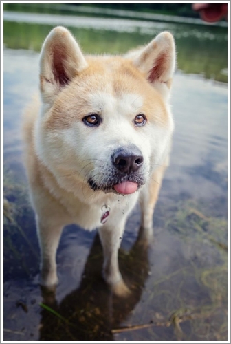 Dogilike.com :: 10 ѹѺ¾ѹعѢҤᾧشš !!