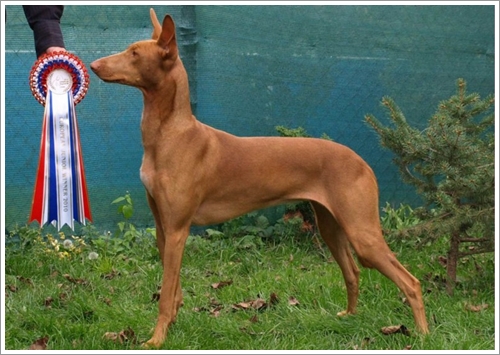 Dogilike.com :: 10 ѹѺ¾ѹعѢҤᾧشš !!