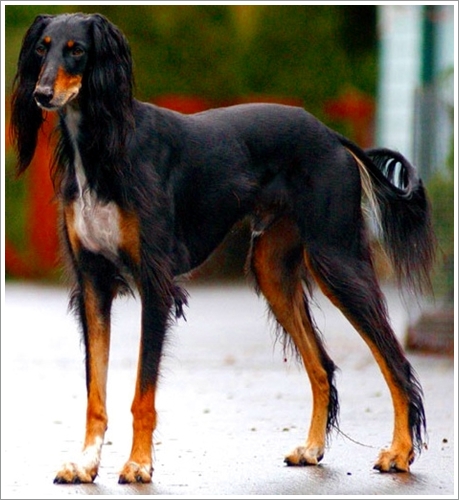 Dogilike.com :: 10 ѹѺ¾ѹعѢҤᾧشš !!